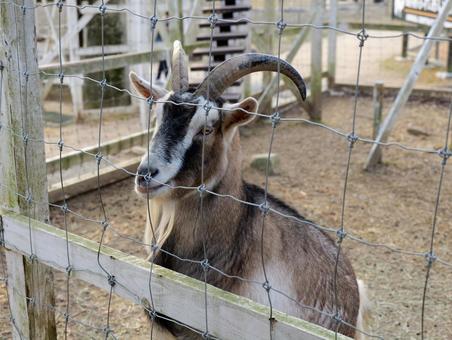 やぎ ヤギ,動物,欧米の写真素材