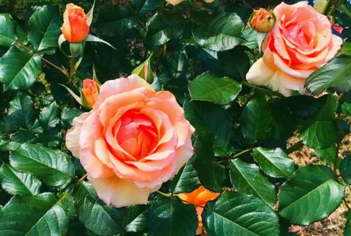 ピンクの薔薇 ピンクの薔薇の写真