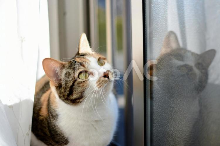 窓に映っている三毛猫 猫,三毛猫,ペットの写真素材