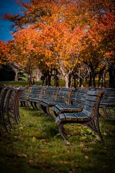 星観緑地の秋景色・札幌の色づく自然風景 北海道,札幌,札幌市の写真素材