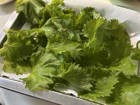 大葉 大葉 大葉,緑,葉の写真素材