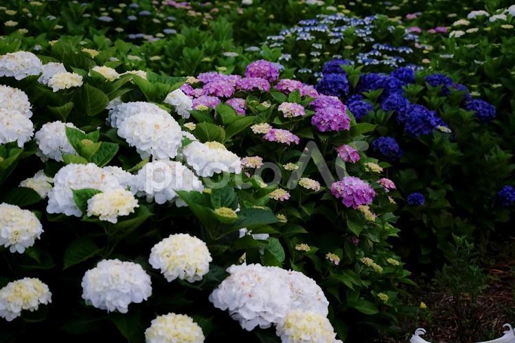 ＜五島の風景＞梅雨の風景と紫陽花の花 あじさい,紫陽花の壁紙,アジサイの写真素材