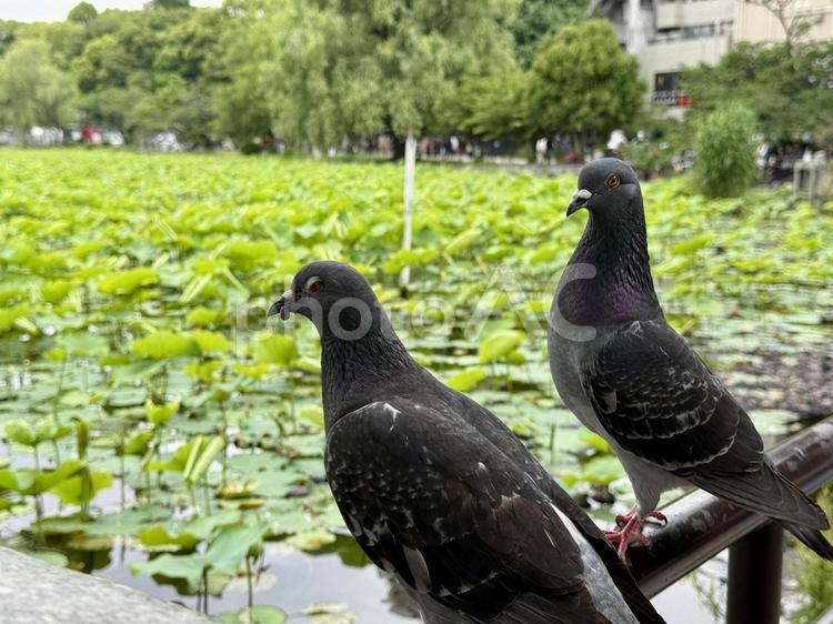 茂った蓮　不忍池　鳩二匹 鳩,鳥,バードウォッチングの写真素材