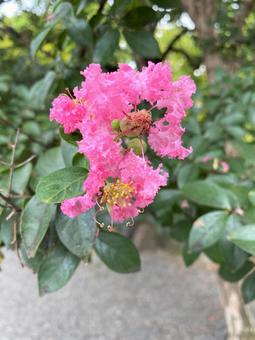 9月に庭で咲いた百日紅 9月に庭で咲いた百日紅 百日紅,サルスベリ,ピンクの写真素材