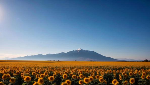 ひまわり畑と青空の写真