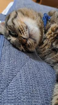 家猫 キジトラ 家猫 キジトラの写真