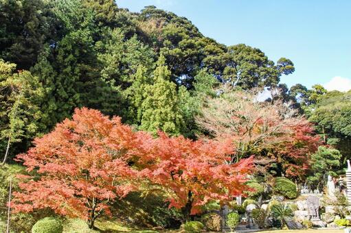 千如寺の紅葉 千如寺,紅葉,庭園の写真素材