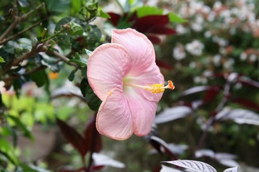 ハイビスカス ハイビスカス,クローズアップ,フラワーの写真素材