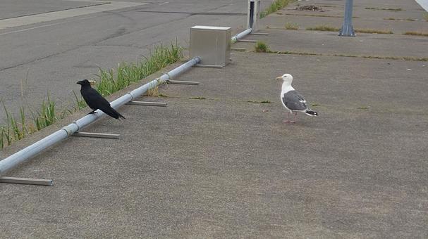 カラス対カモメ カラス対カモメ 背景,鳥,動物の写真素材