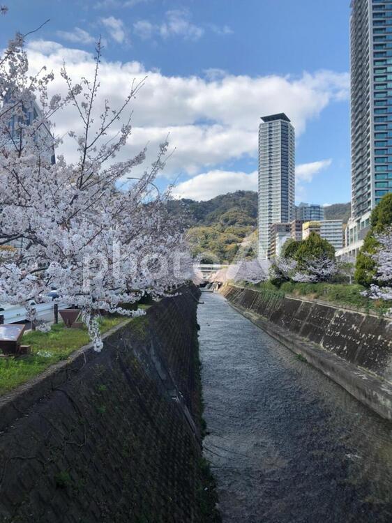 桜と川とビル 桜,空,春の写真素材
