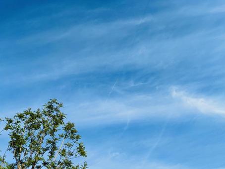 1本の木と、秋の空の背景 1本の木と、秋の空の背景の写真