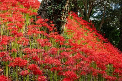 ヒガンバナ(61) ヒガンバナ(61)の写真