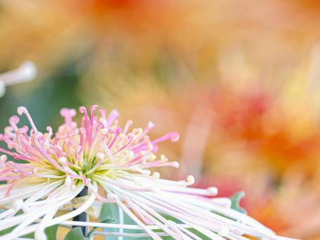 菊 菊 菊,菊の花,キクの写真素材