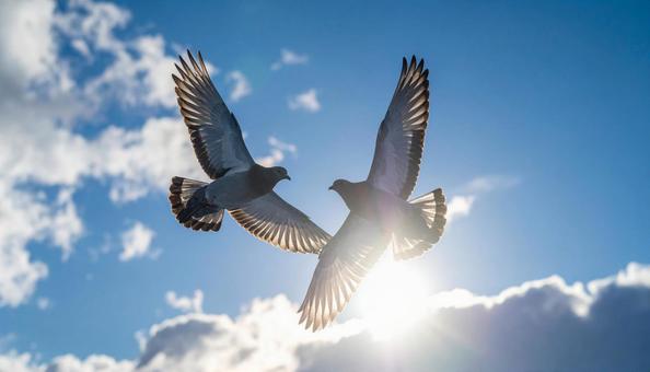 大空を飛ぶ姿が美しい2羽の鳥 大空を飛ぶ姿が美しい2羽の鳥の写真
