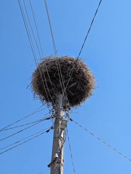 こうのとりの巣 こうのとりの巣 こうのとり,巣,電柱の写真素材