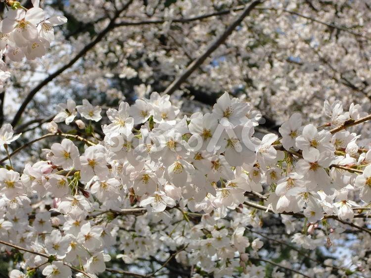 桜の季節-15 桜の季節,桜,sakuraの写真素材