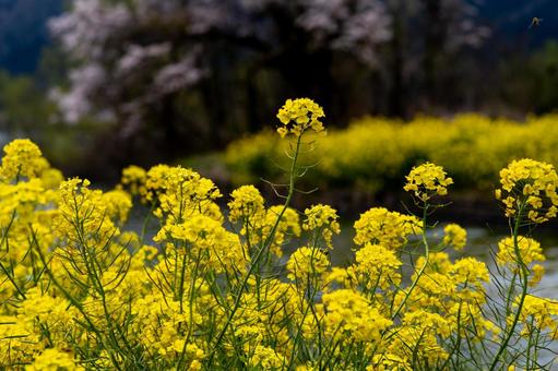 満開の菜の花 満開の菜の花の写真