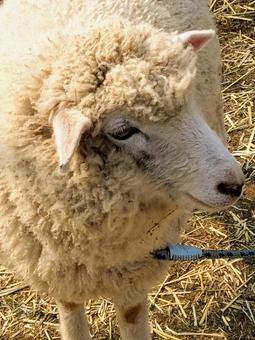 Photo, sheep, a sheep, pasture, 