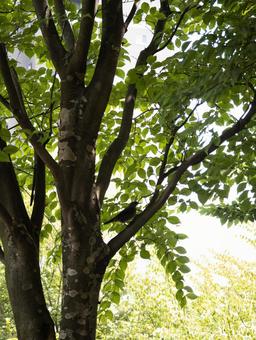 葉陰に佇む鳥 木,樹木,葉の写真素材