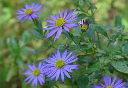 紫のキク 植物,花,綺麗の写真素材