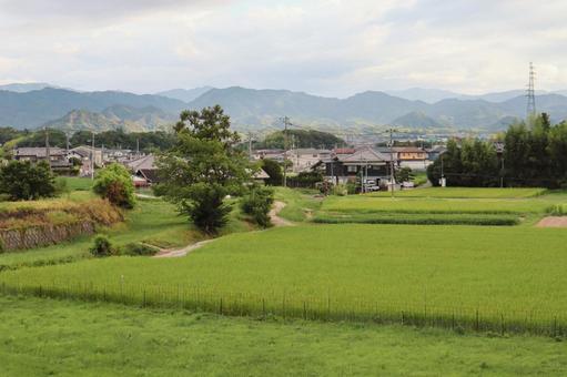 水田（香川県三木町）の写真