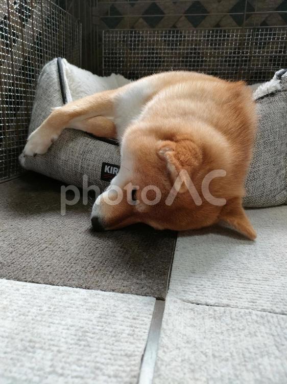 ベッドからはみ出して熟睡する柴犬！ 犬,柴犬,shibainuの写真素材