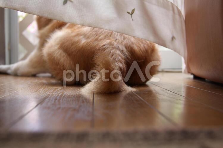 柴犬　尻尾 柴犬,ペット,ふわふわの写真素材