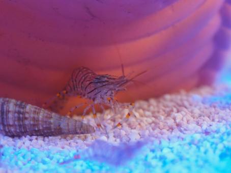 スジエビ スジエビ エビ,スジエビ,水槽の写真素材