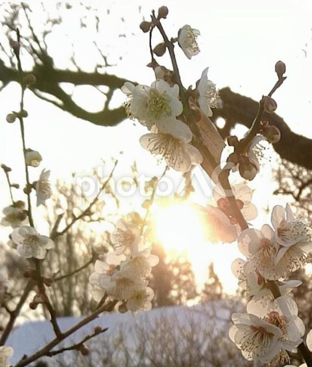 梅まつり 3 梅,梅の花,夕陽の写真素材