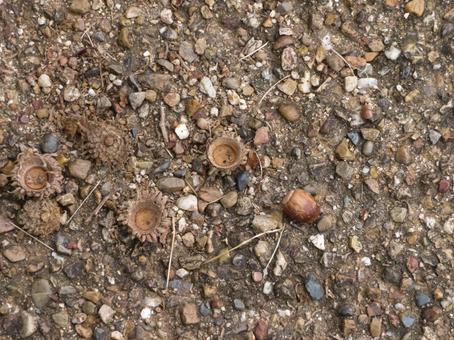 どんぐり 自然,茶色,秋の写真素材