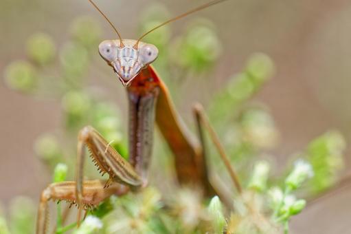 オオカマキリ終齢幼虫のクローズアップ オオカマキリ終齢幼虫のクローズアップの写真