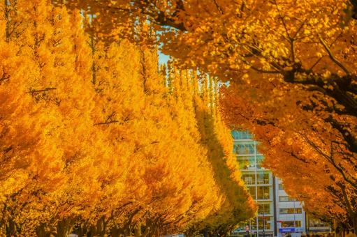 明治神宮外苑 いちょう並木 明治神宮外苑 いちょう並木 イチョウ,外苑前,秋の写真素材