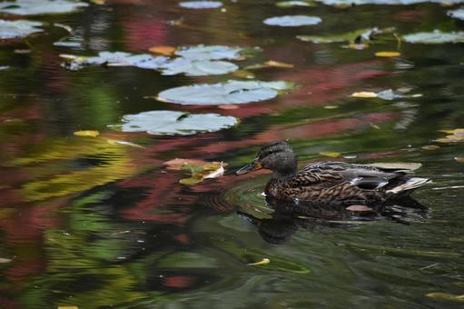 池を泳ぐマガモ 池を泳ぐマガモ マガモ,鴨,かもの写真素材