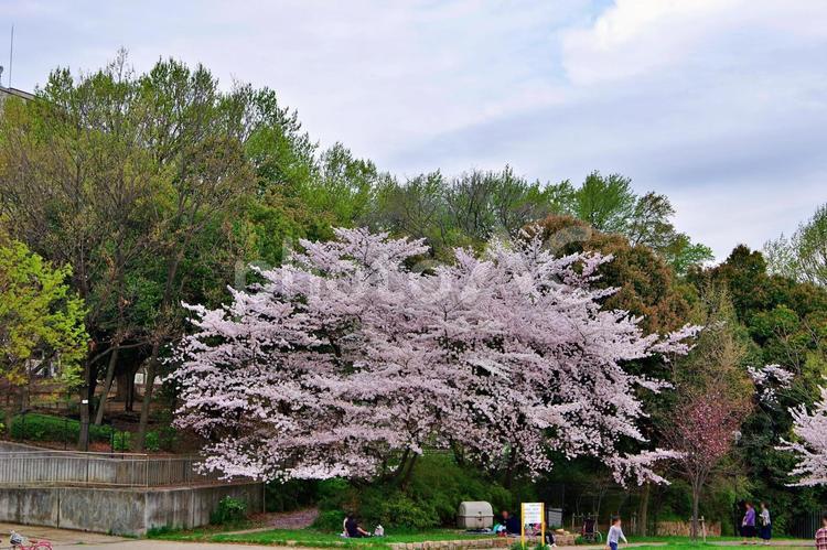 桜咲く公園風景 サクラ,桜,ソメイヨシノの写真素材