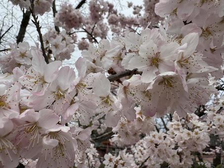 満開の桜 満開の桜の写真