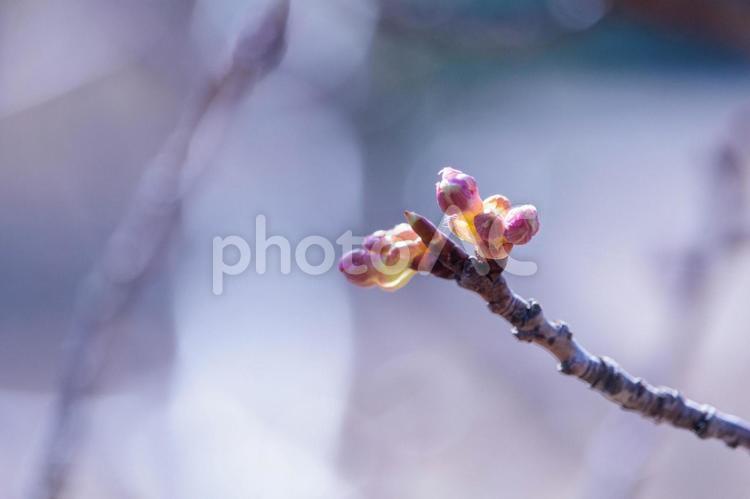 蕾が膨らみ始めた河津桜 花,植物,早春の写真素材
