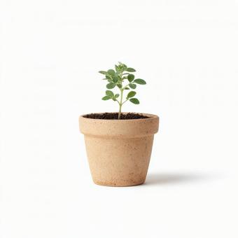 素焼きの植木鉢に植えられた小さな新芽 素焼きの植木鉢に植えられた小さな新芽の写真