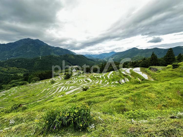 熊野　丸山千枚田 丸山千枚田,紀和町丸山地区,日本の棚田百選の写真素材