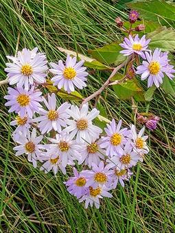 浜に咲いてるノコンギクの写真