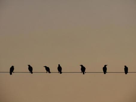 電線にとまる鳥たち 夕暮れ 電線にとまる鳥たち 夕暮れの写真