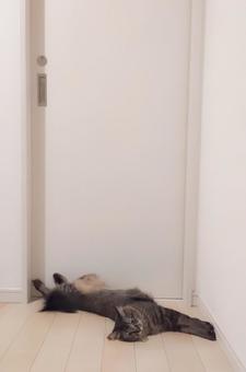 ねこ ねこ 夏,夏バテ,暑いの写真素材