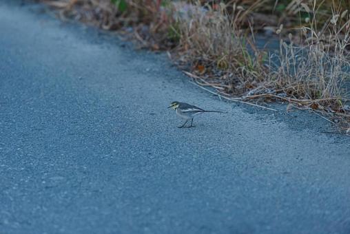 周りを見ながら歩くハクセキレイの若鳥 ハクセキレイ,セキレイ科,若鳥の写真素材
