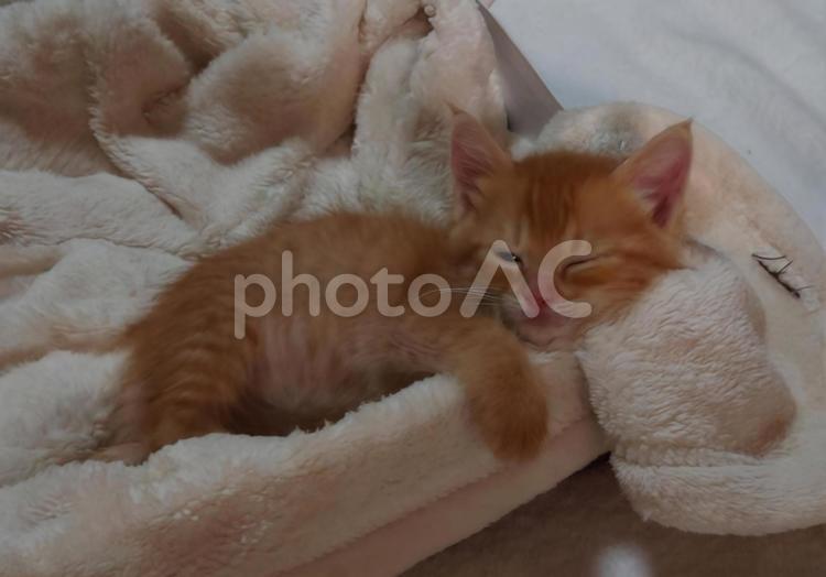御昼寝タイム ネコ,ねこ,睡眠の写真素材
