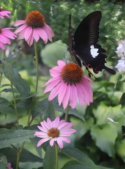 Photo, eine kreatur, blumen, blume, 