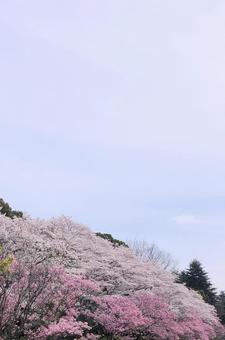 桜と空 桜と空の写真