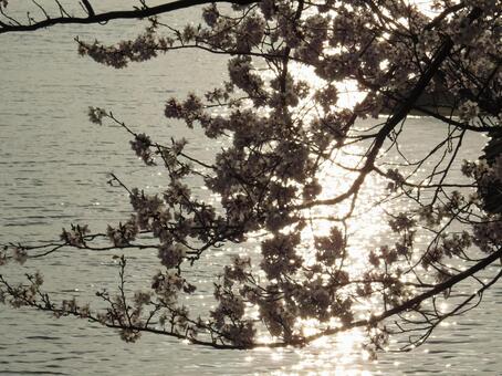 水面と夕日と桜 水面と夕日と桜の写真