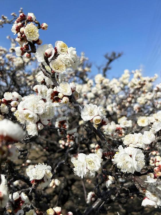 岐阜県・百梅園　青空と白梅 梅,梅の花,花の写真素材