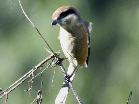 獲物を狙うモズの写真