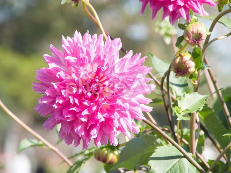 ピンク色したダリアの花 - No: 31283112｜写真素材なら「写真A…