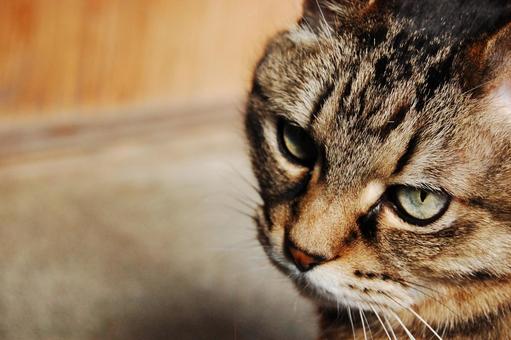 真剣な猫 真剣な猫の写真